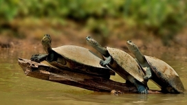 趴在河中木棍中的三只乌龟