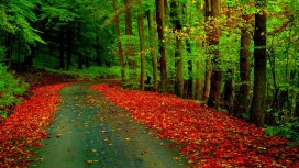 红叶森林路