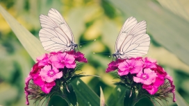 采花蜜的白蝴蝶