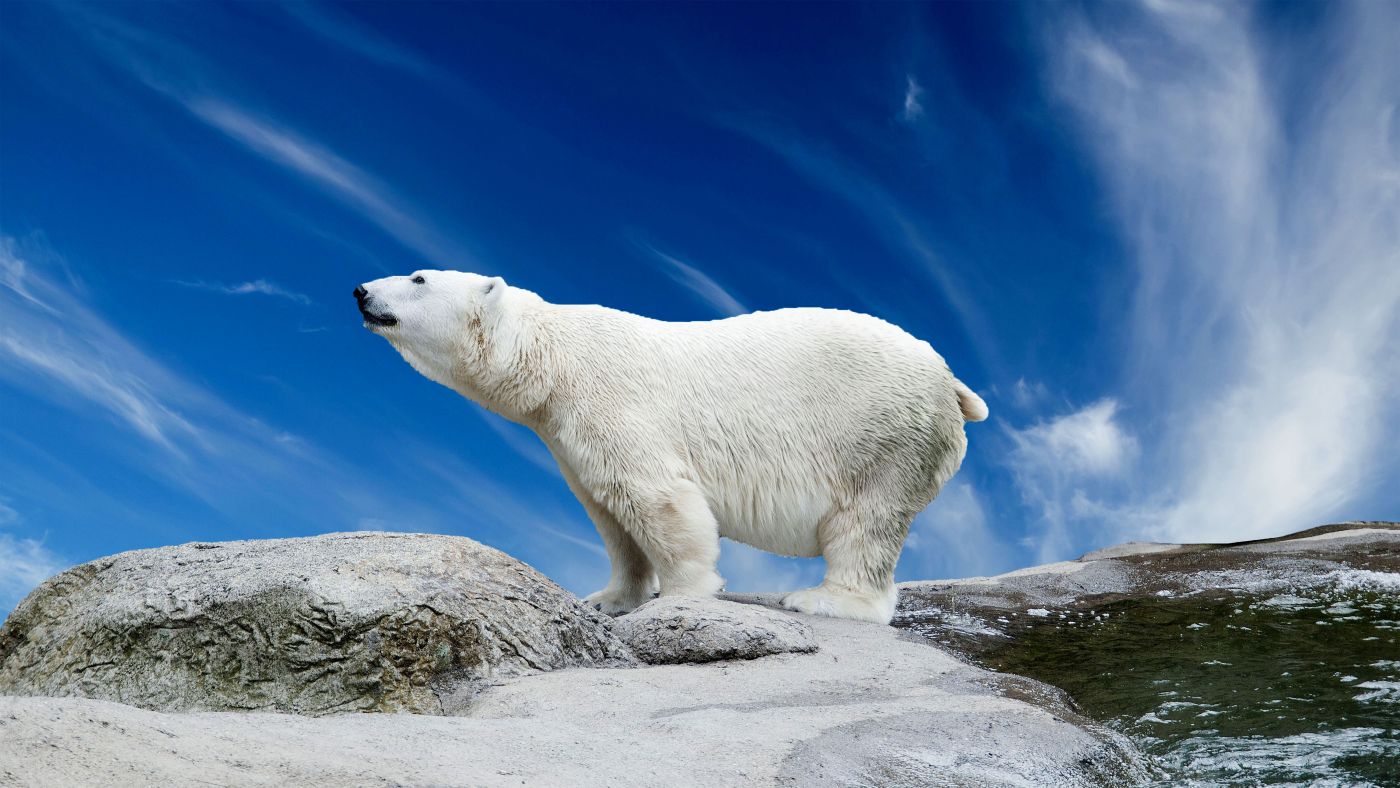 网站首页 - 图库素材 - 艺术摄影 图片信息简介:高清晰北极熊壁纸
