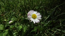 高清晰 洋甘菊花小白花壁纸