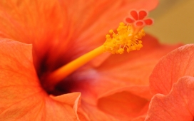 橙色的芙蓉花