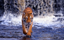 瀑布下的老虎