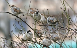 高清晰栖息在树枝上的一群鸟