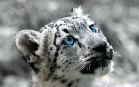高清晰白色蓝眼雪豹壁纸