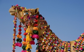 高清晰挂满民族风装饰品的骆驼壁纸