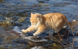 高清晰玩水的黄猫壁纸