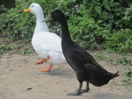 白鹅与黑鸭