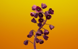 高清晰紫色贝母花壁纸