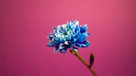 蓝色和粉红色的花朵