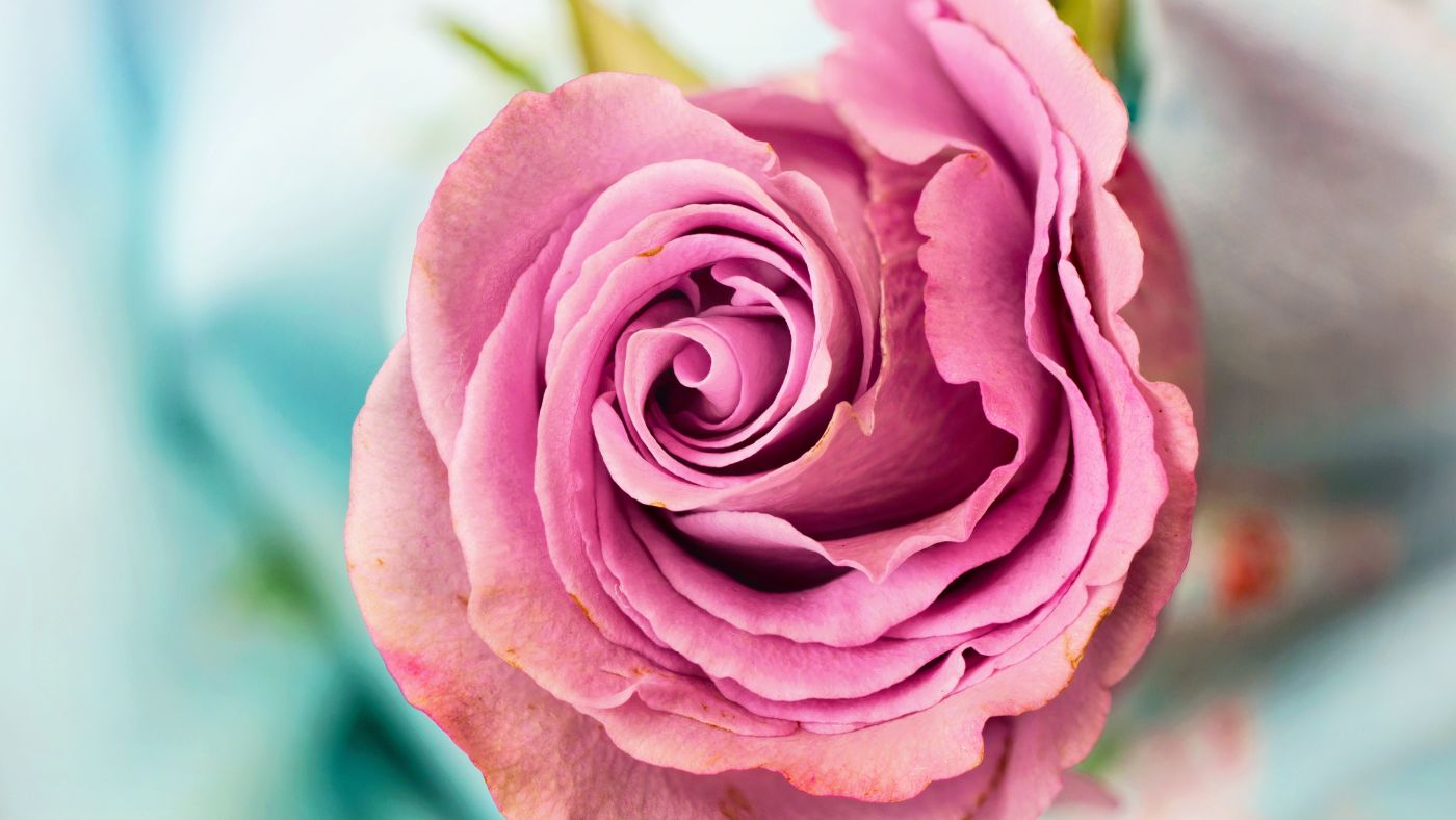 网站首页 - 图库素材 - 艺术摄影 高清晰淡淡的玫瑰花壁纸·图片编号