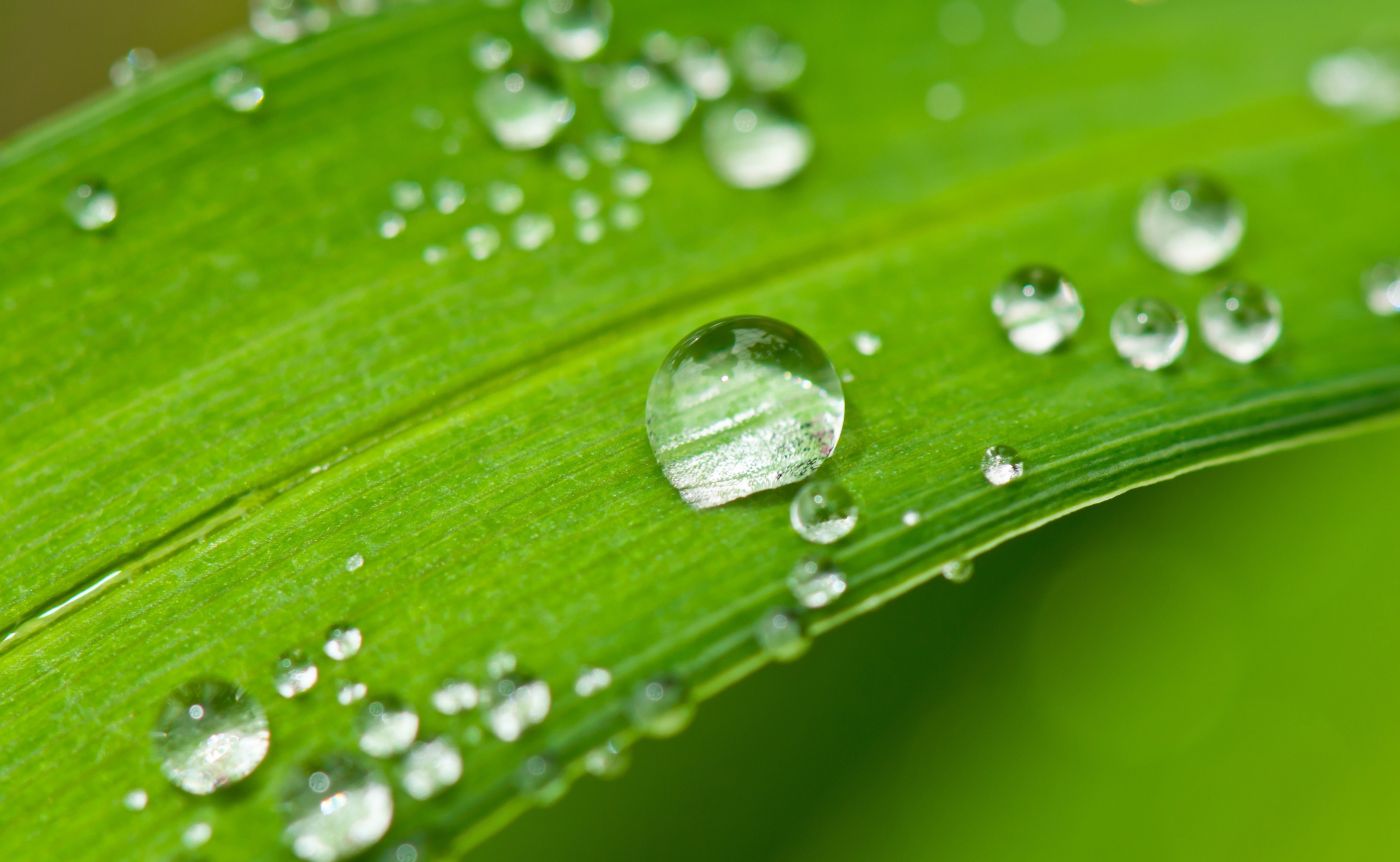 高清晰绿叶上的雨滴壁纸