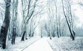 冬季雪树林公园壁纸