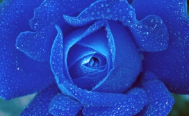 高清晰蓝色水珠玫瑰花壁纸