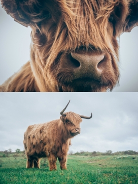 Scottish highlanders-苏格兰高地牛群