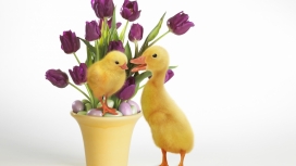 复活节派克-郁金香花与鸭子