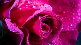 高清晰戴水珠的红色玫瑰花壁纸