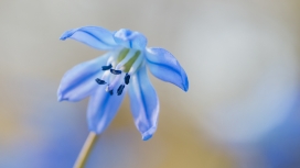 高清晰蓝色绣球花壁纸