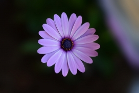 高清晰紫色蓝目菊花壁纸