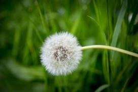 高清晰白色蒲公英球花絮壁纸