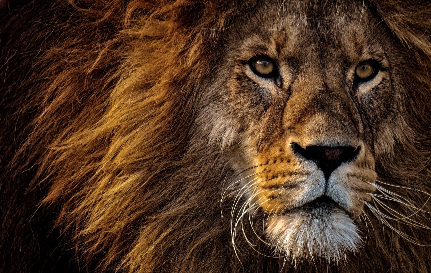 网站首页 - 图库素材 - 艺术摄影 图片信息简介:高清晰威猛的雄狮壁纸