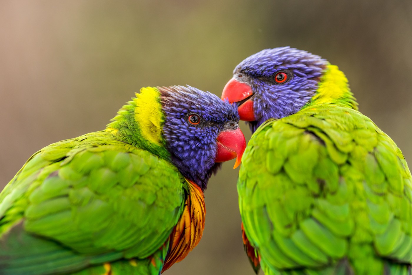 网站首页 - 图库素材 - 艺术摄影 图片信息简介:蜷缩在一起的绿毛鹦鹉