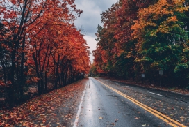 高清晰秋季红树林公路壁纸
