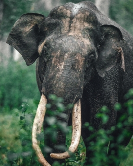 Indian wildlife南印度野生动物