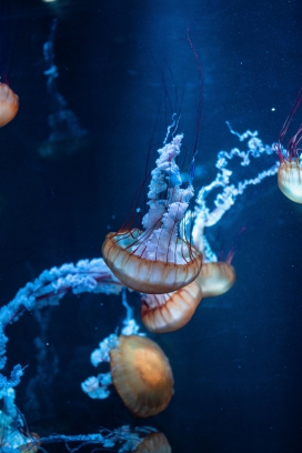 高清晰深蓝水母海洋生物壁纸