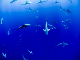 高清晰蓝色深海鲨鱼壁纸