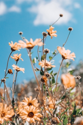 高清晰黄金菊花瓣壁纸