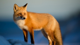 冬天的红狐狸