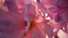 高清晰粉红色通透的花瓣