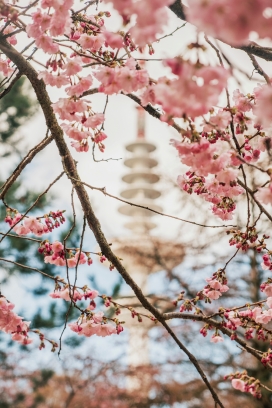 高清晰红色樱花树壁纸