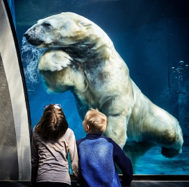 海洋馆看潜水北极熊的孩子