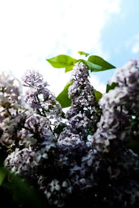 高清晰紫色丁香花壁纸