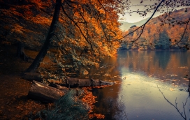 秋季枫树林的小河