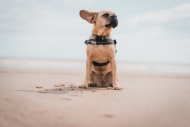 沙滩上的哈巴小猎犬