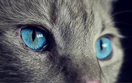 北美洲蓝眼短毛猫