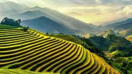 金秋梯田风景