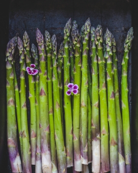 新鲜采摘的芦笋蔬菜