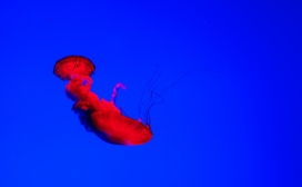 红色水母生物壁纸