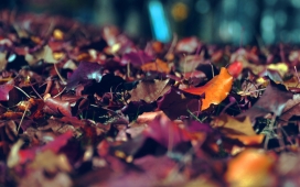 秋季的落叶