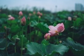 湖中的荷叶花瓣