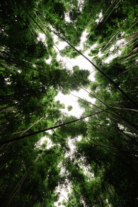 仰拍的竹林天空