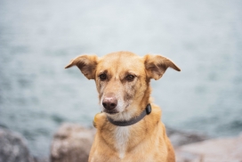 戴宠物圈的斯塔比嚎犬