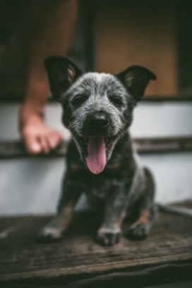 吐舌头的安纳托利亚牧羊犬