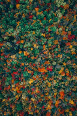 高空俯拍的秋季树林