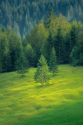 绿色草坪森林山丘