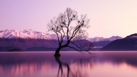 雪山的紫树湖